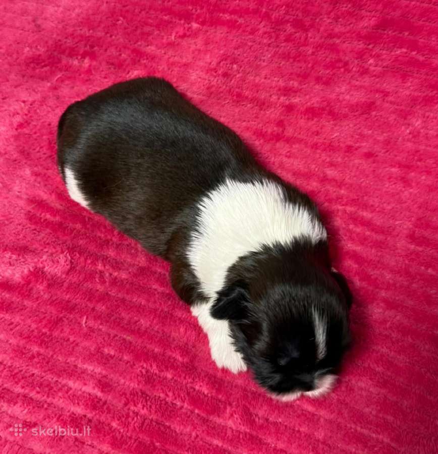 Shih tzu mažyliai - nuotraukos Nr. 9