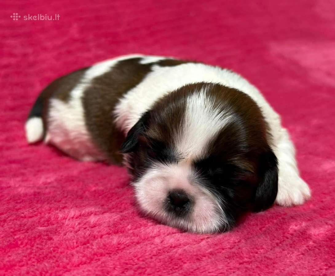 Shih tzu mažyliai - nuotraukos Nr. 10