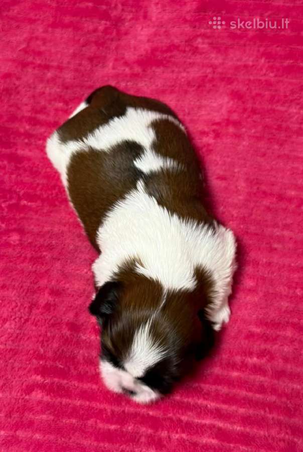 Shih tzu mažyliai - nuotraukos Nr. 11