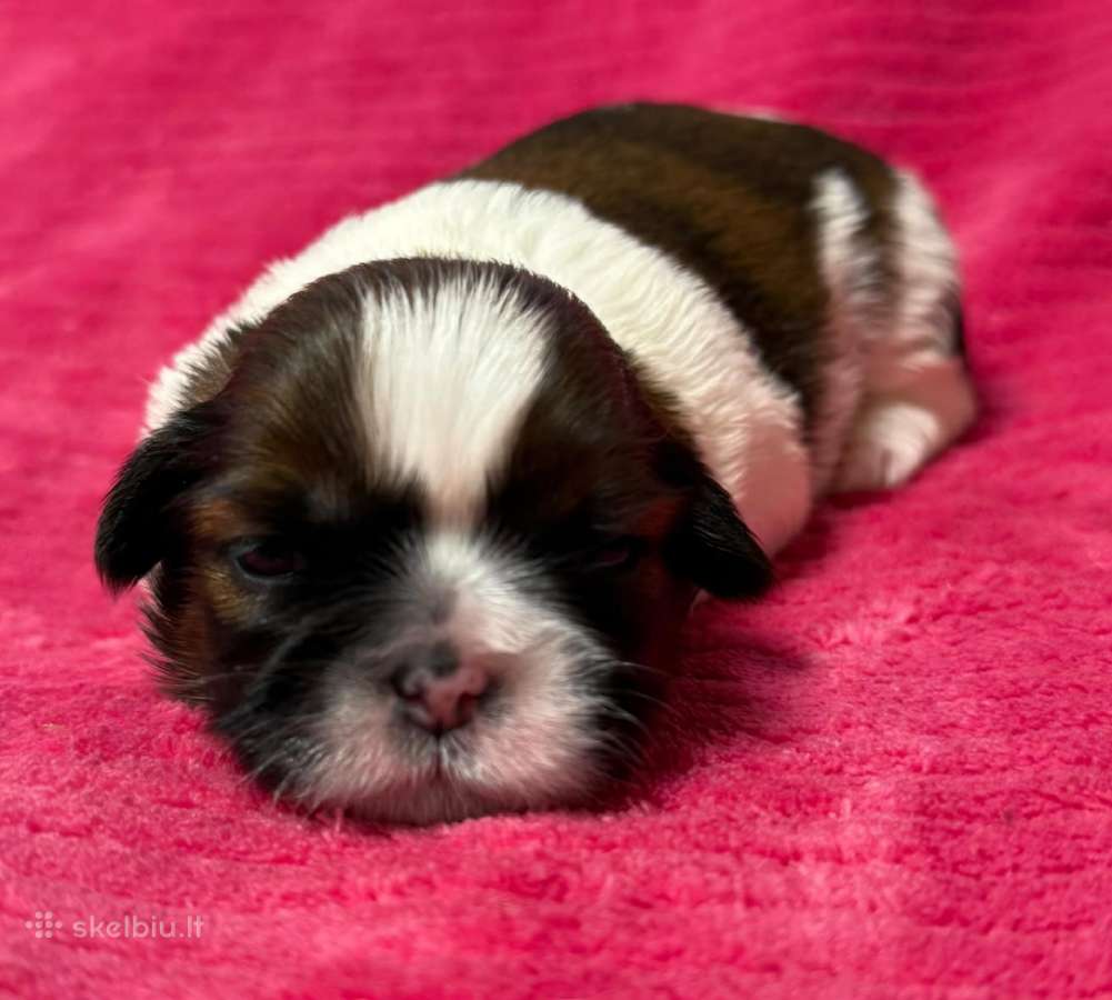 Shih tzu mažyliai - nuotraukos Nr. 12
