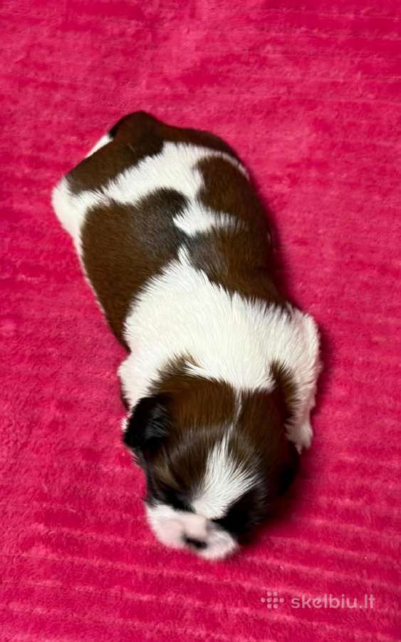 Shih tzu mažyliai - nuotraukos Nr. 13