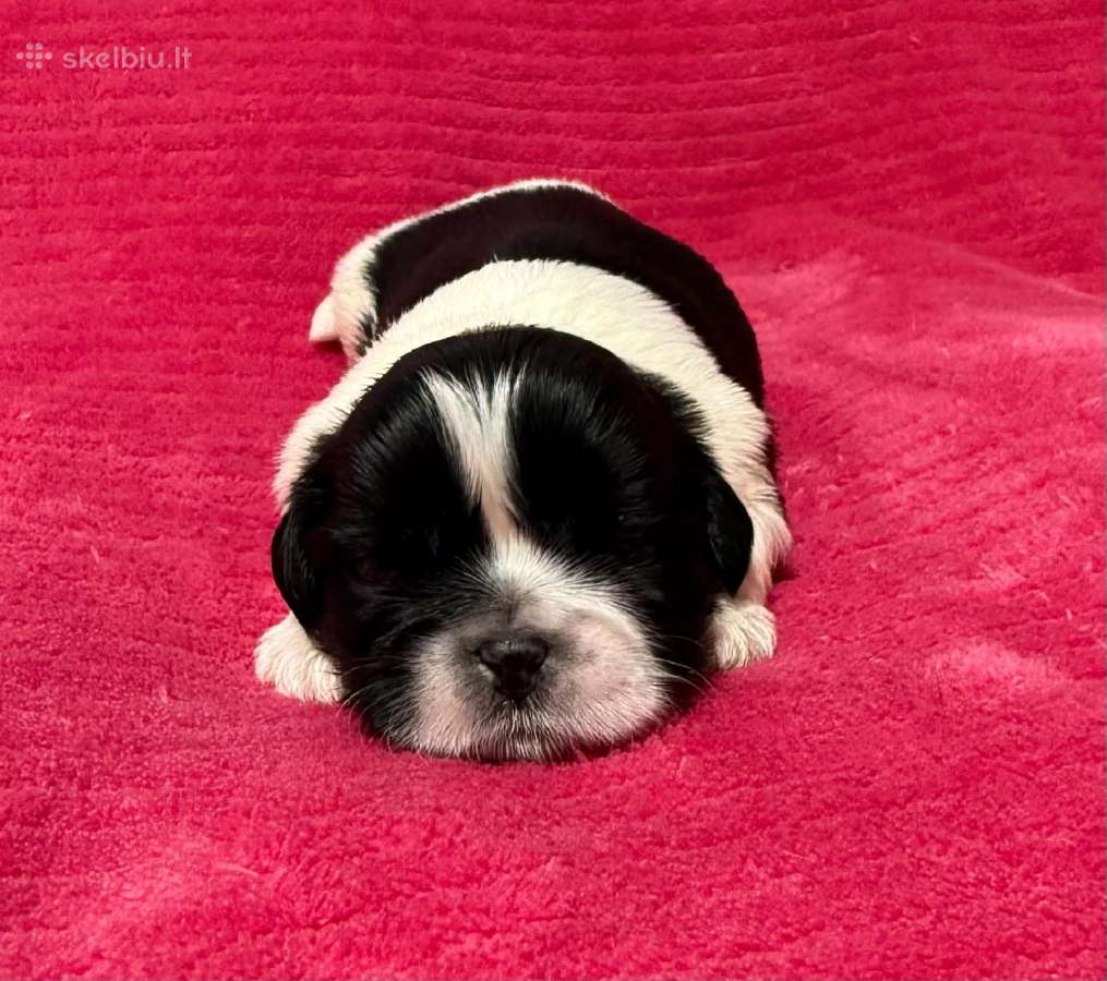 Shih tzu mažyliai - nuotraukos Nr. 14