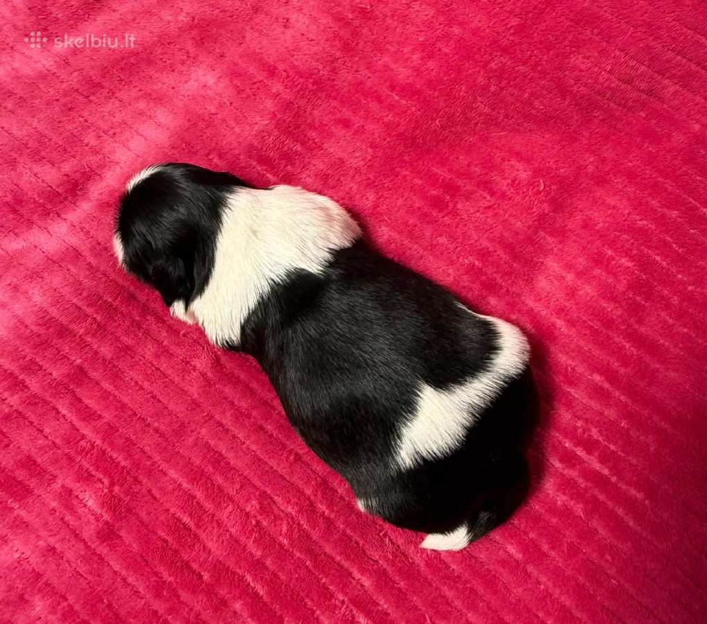 Shih tzu mažyliai - nuotraukos Nr. 15