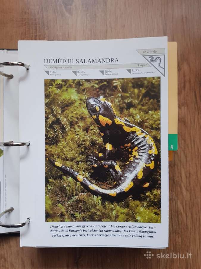 Enciklopedija skelbimai - nuotraukos Nr. 17