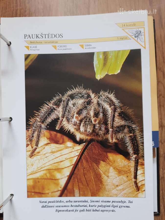 Enciklopedija skelbimai - nuotraukos Nr. 27
