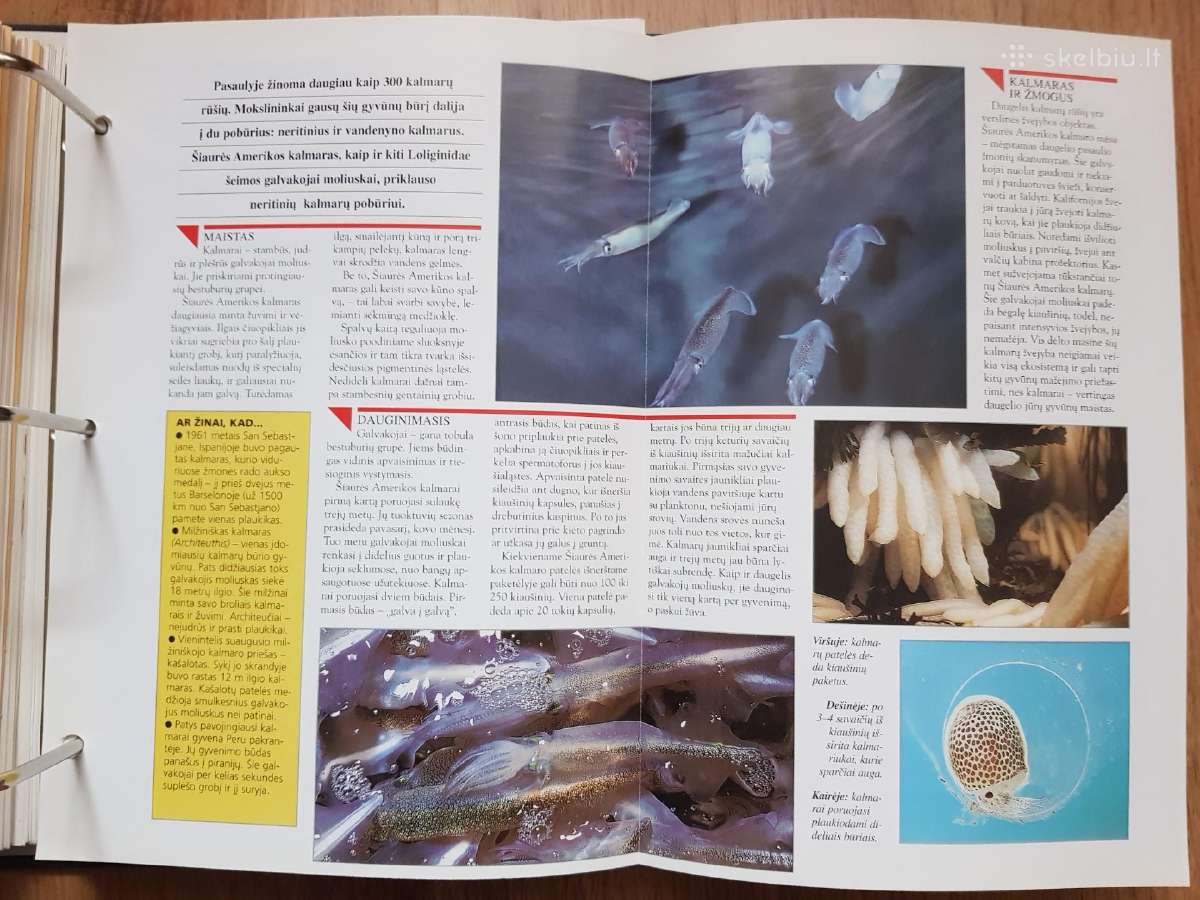 Enciklopedija skelbimai - nuotraukos Nr. 33