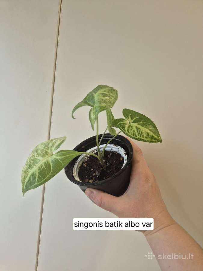 Kambariniai augalai ir reikmenys - nuotraukos Nr. 9