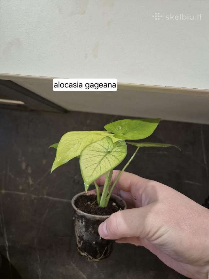 Kambariniai augalai ir reikmenys - nuotraukos Nr. 10