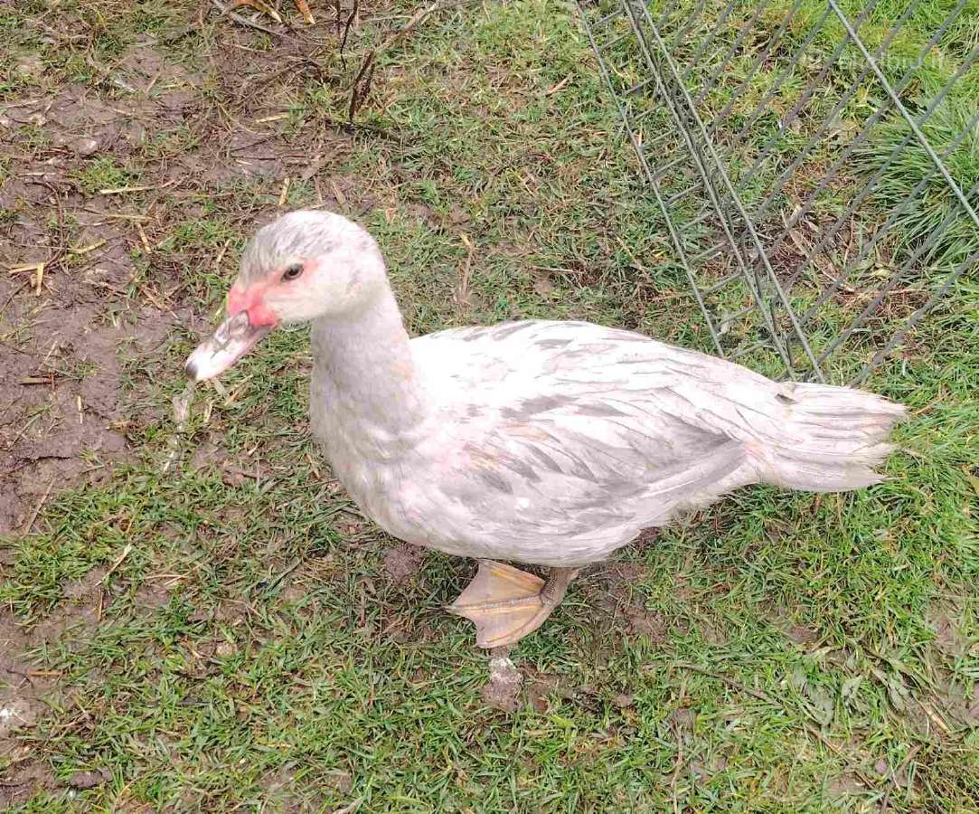 Levandiniai muskusiniai antys - nuotraukos Nr. 3