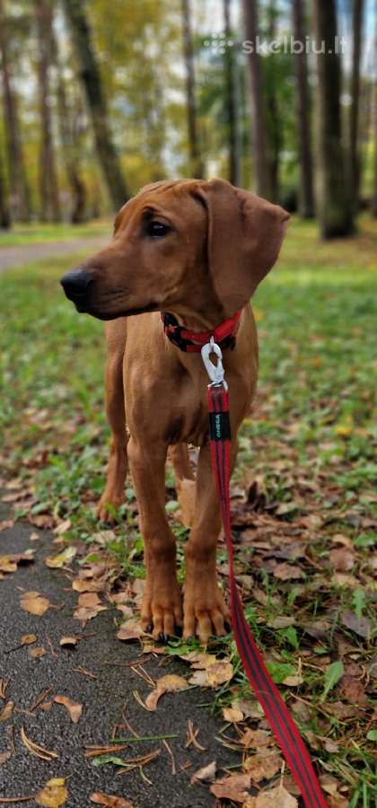 Rhodesian Ridgeback - nuotraukos Nr. 2