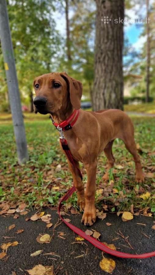 Rhodesian Ridgeback - nuotraukos Nr. 3