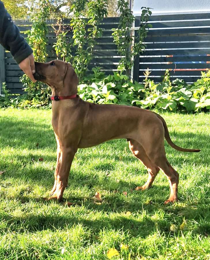 Rhodesian Ridgeback - nuotraukos Nr. 4