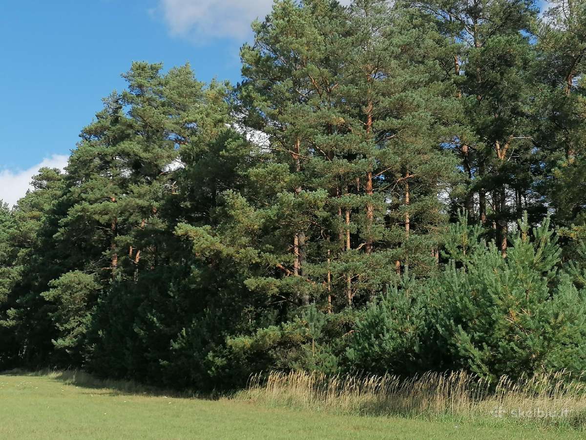 Miškas miško sklypas Pakupelkio k. - nuotraukos Nr. 2
