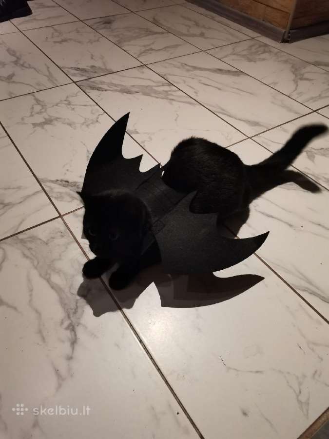 Halloween Helovino katės sparnai - nuotraukos Nr. 2