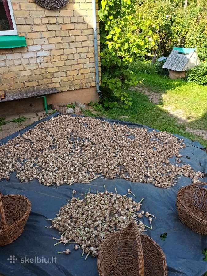 Vasariniai česnakai - nuotraukos Nr. 4