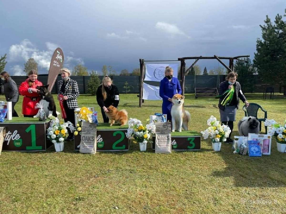 Grynakraujų akitų vada Fci/akiho - nuotraukos Nr. 5