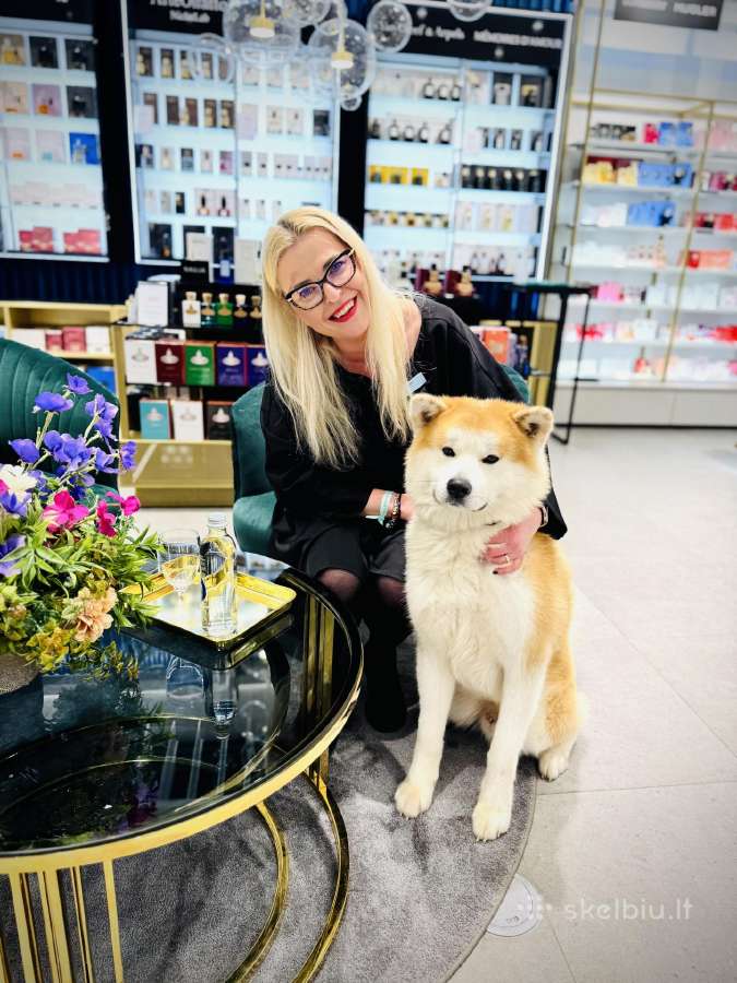 Grynakraujų akitų vada Fci/akiho - nuotraukos Nr. 7