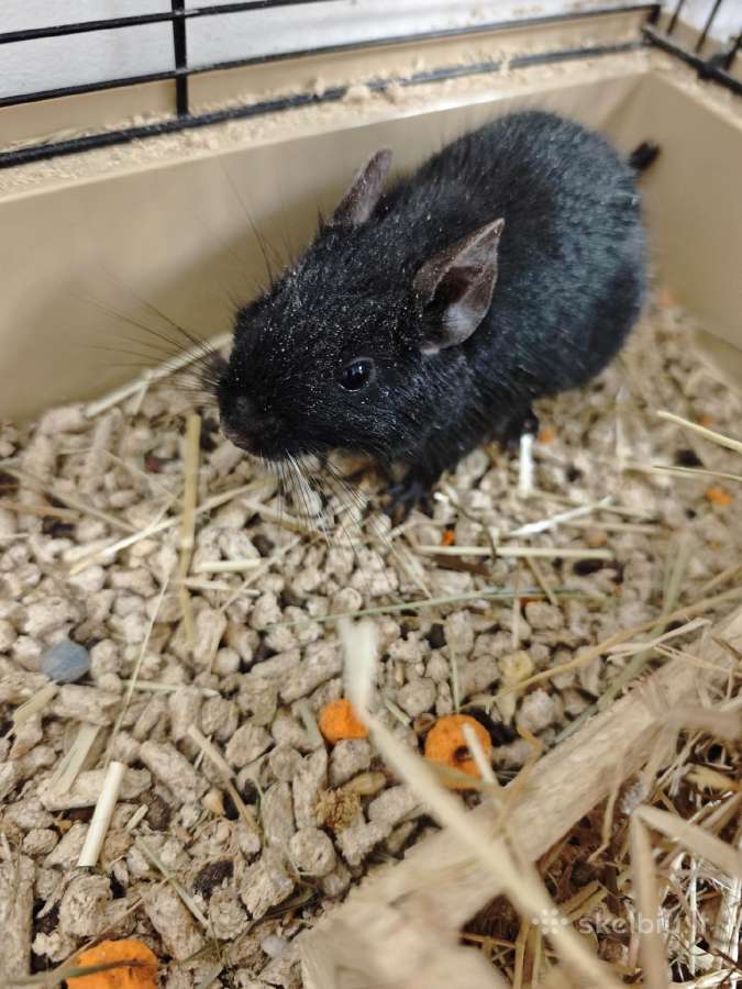 Dovanojam Degu patele - nuotraukos Nr. 2