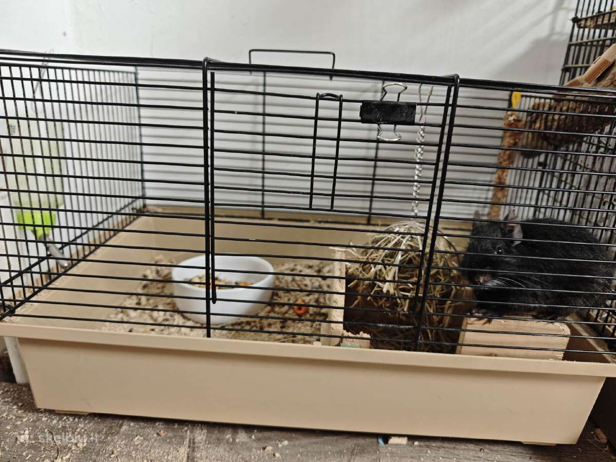 Dovanojam Degu patele - nuotraukos Nr. 3
