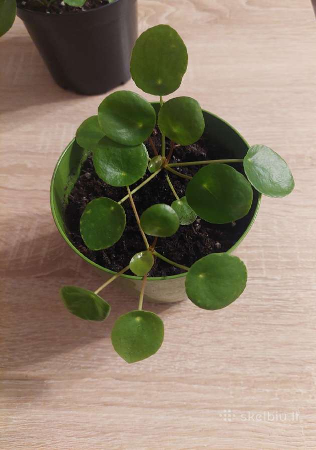 Kambarinis augalas pilėjos - nuotraukos Nr. 2