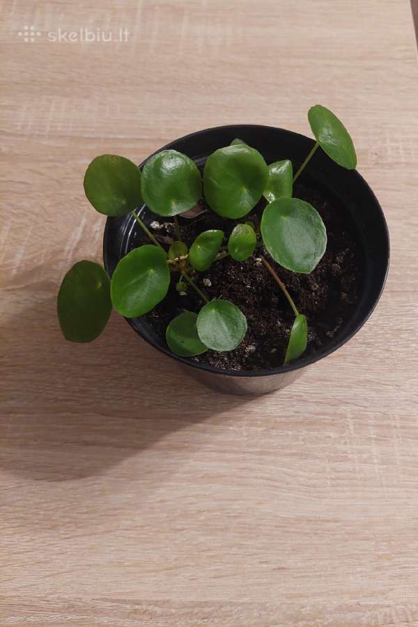 Kambarinis augalas pilėjos - nuotraukos Nr. 3