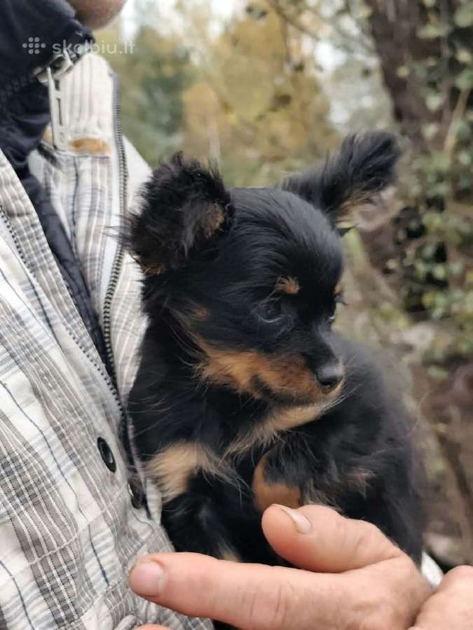 Rusų ilgaplaukis žaislas - nuotraukos Nr. 4