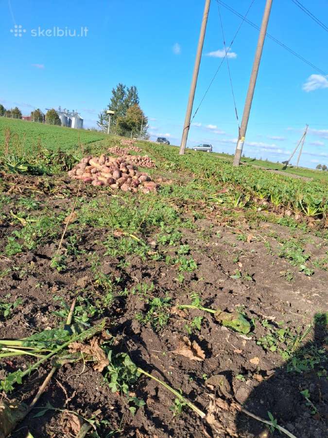 Pašariniai runkeliai - nuotraukos Nr. 2