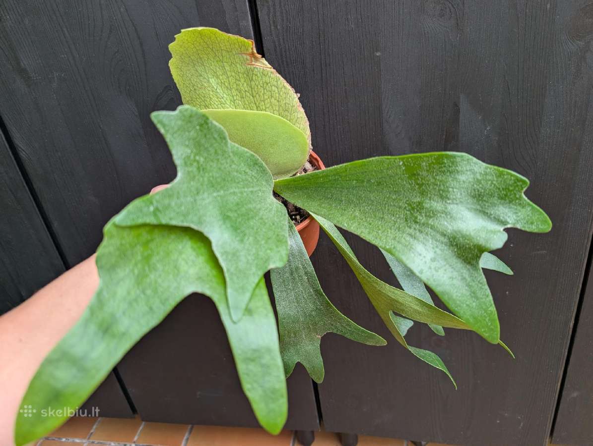 Platycerium alcicorne elniaragis papartis - nuotraukos Nr. 5