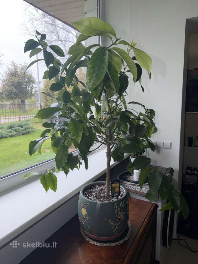 Derantis citrinmedis, 120 cm, su vazonu - nuotraukos Nr. 4