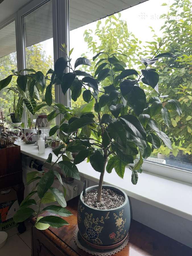 Derantis citrinmedis, 120 cm, su vazonu - nuotraukos Nr. 5