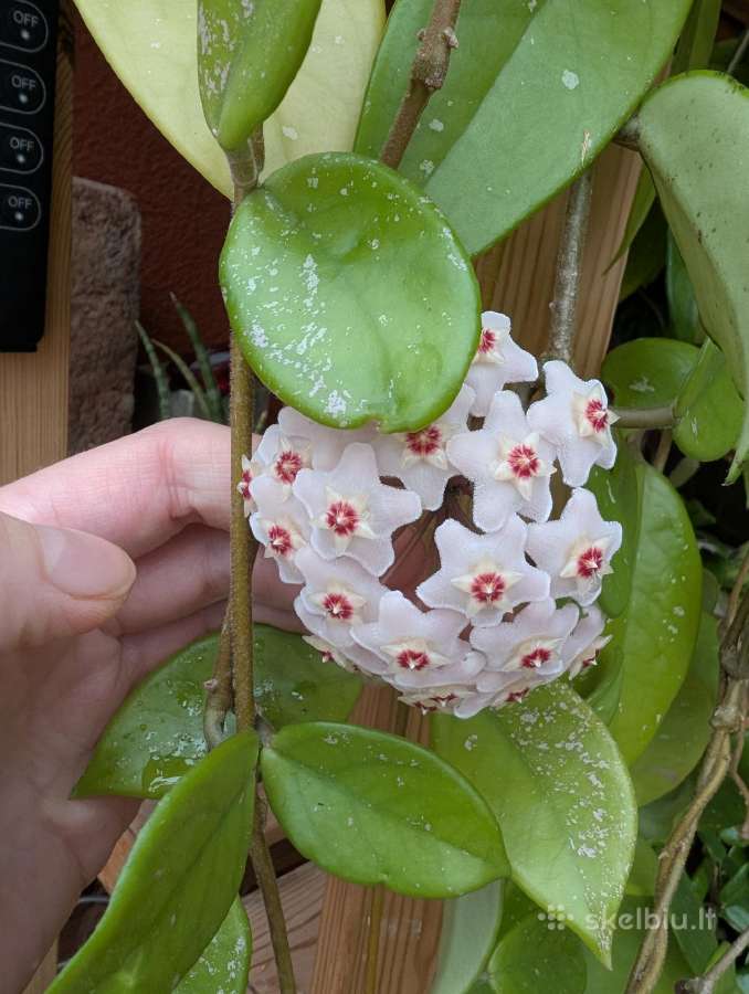 Hoya carnosa - nuotraukos Nr. 2