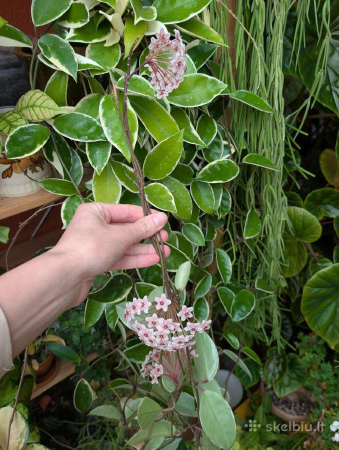 Hoya carnosa "krimson queen" - nuotraukos Nr. 2