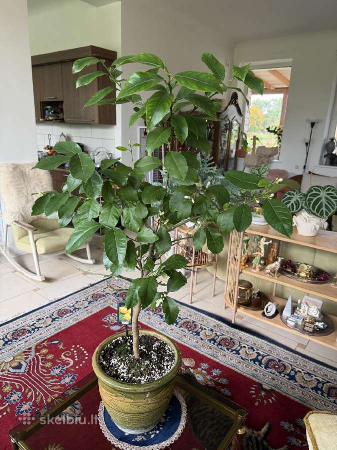 Žydintis citrinmedis, 120 cm, su vazonu - nuotraukos Nr. 6