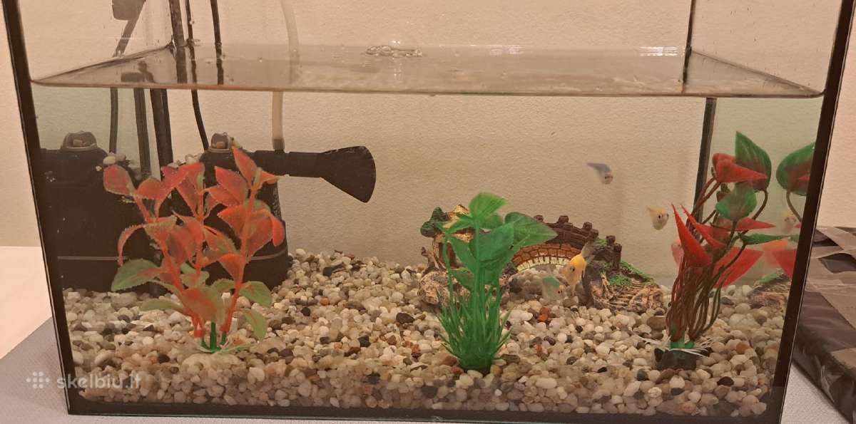 Akvariumas su žuvytėm - nuotraukos Nr. 2