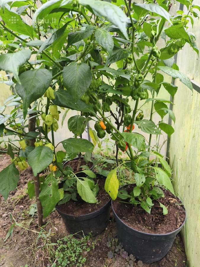 Carolina Reaper vazonuose - nuotraukos Nr. 4