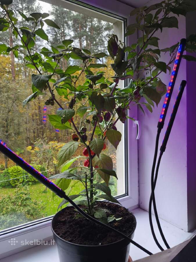 Carolina Reaper vazonuose - nuotraukos Nr. 3