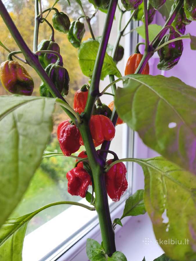 Carolina Reaper vazonuose - nuotraukos Nr. 2
