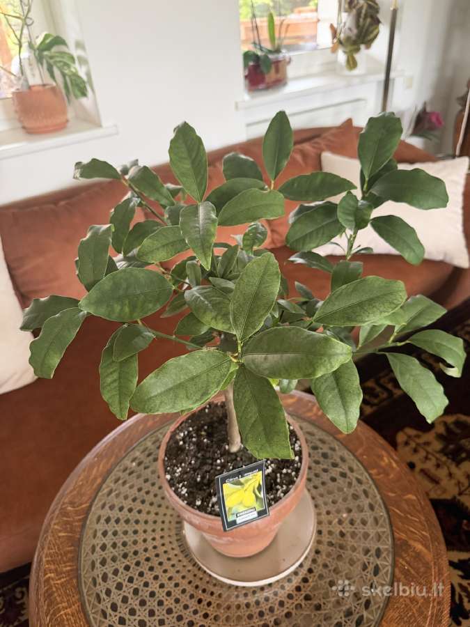Derėjęs kinkanas (Kumquat), 55 cm, su vazonu - nuotraukos Nr. 2