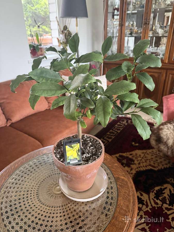 Derėjęs kinkanas (Kumquat), 55 cm, su vazonu - nuotraukos Nr. 3