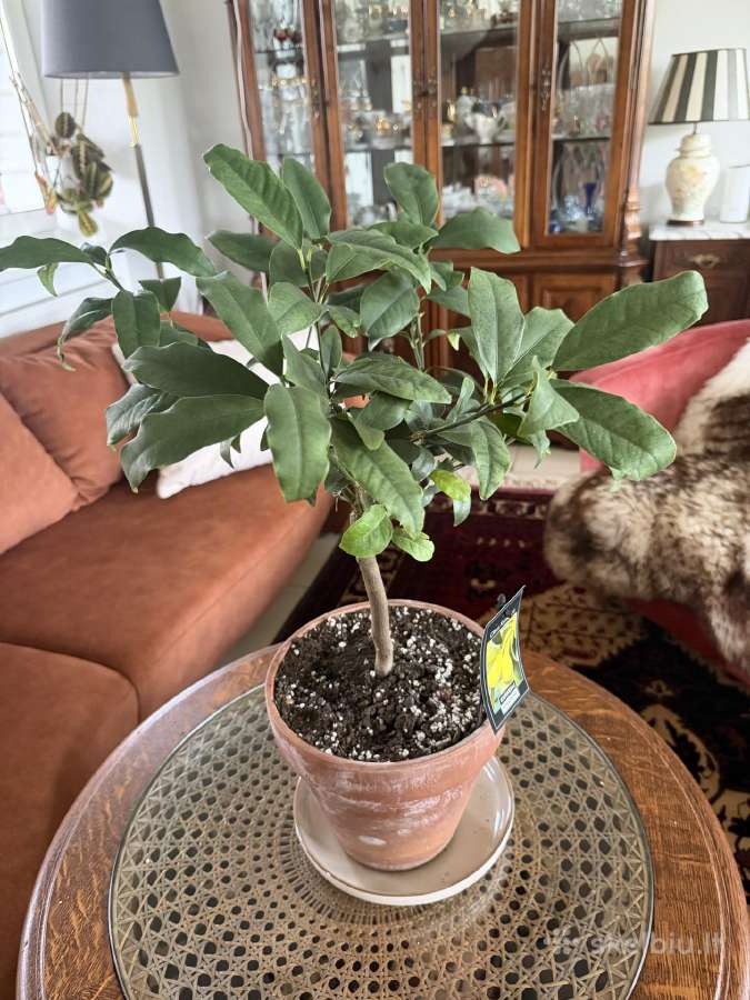 Derėjęs kinkanas (Kumquat), 55 cm, su vazonu - nuotraukos Nr. 4