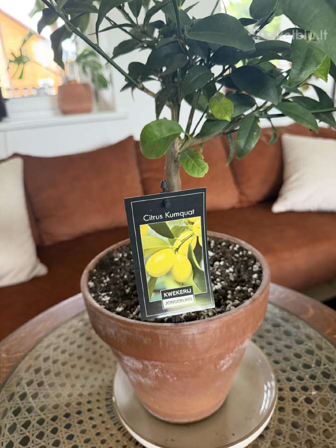 Derėjęs kinkanas (Kumquat), 55 cm, su vazonu - nuotraukos Nr. 5