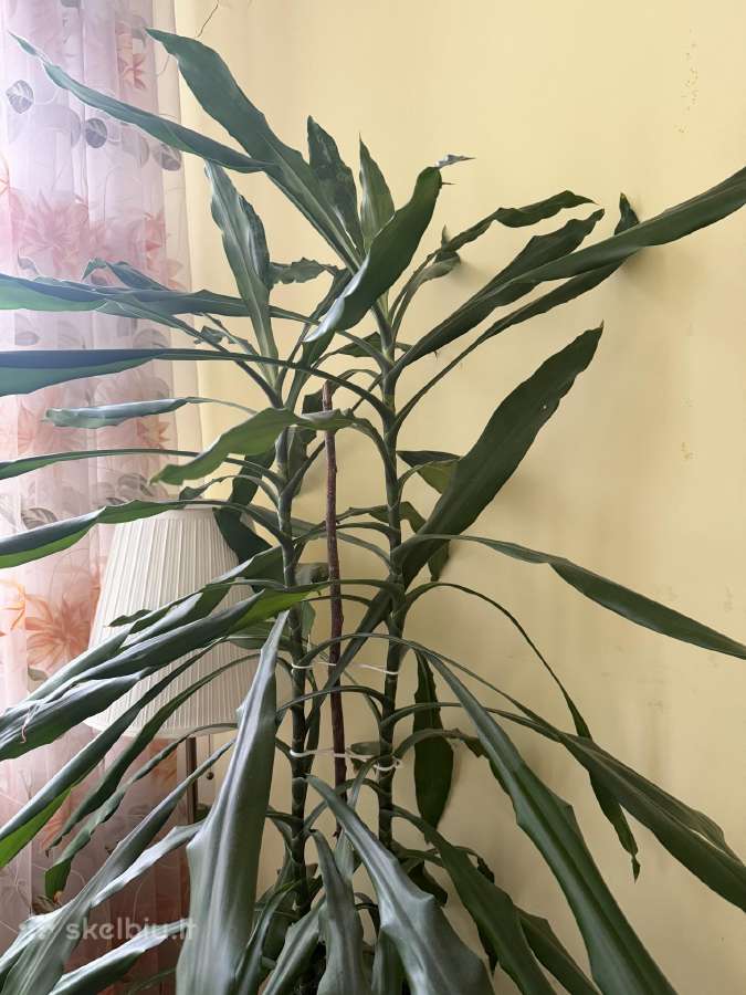 Vešli dracena, 2 augalai viename vazone, 130 cm - nuotraukos Nr. 2