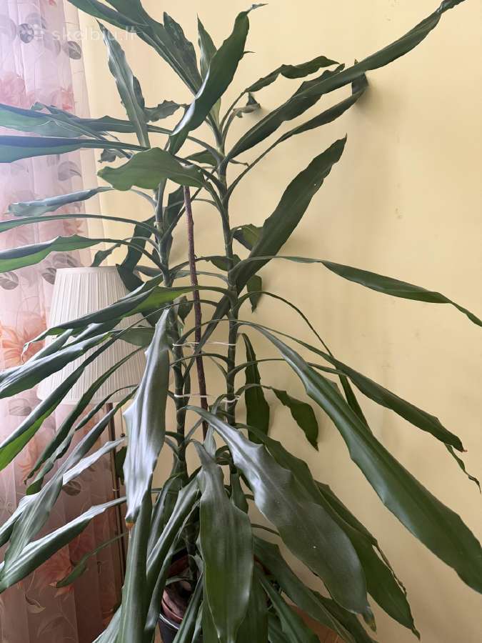 Vešli dracena, 2 augalai viename vazone, 130 cm - nuotraukos Nr. 3
