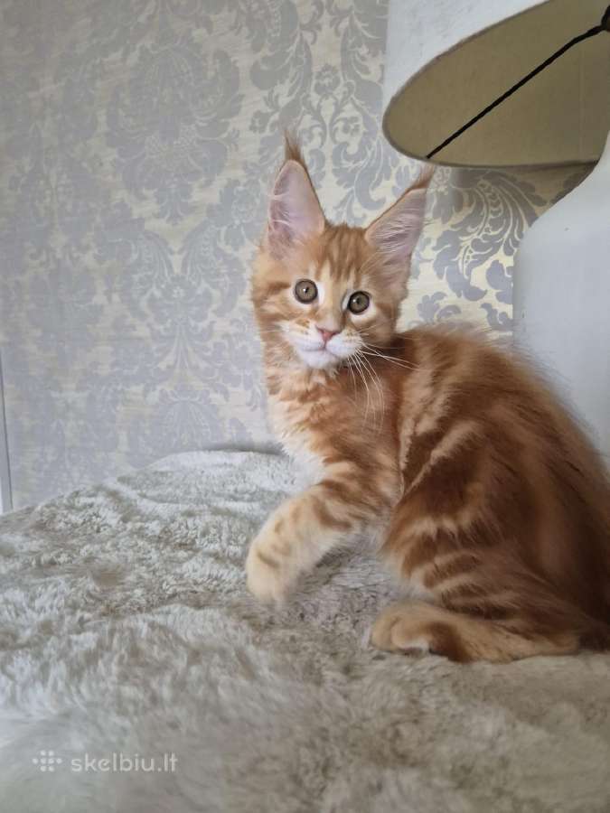 Kačiukas parduodamas Mainecoon female d22 - nuotraukos Nr. 2