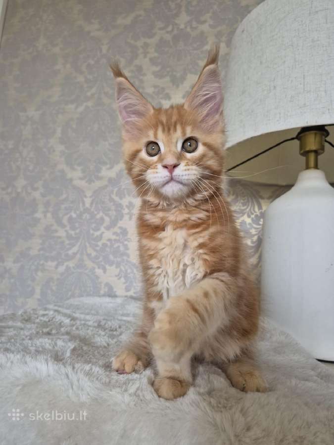Kačiukas parduodamas Mainecoon female d22 - nuotraukos Nr. 3