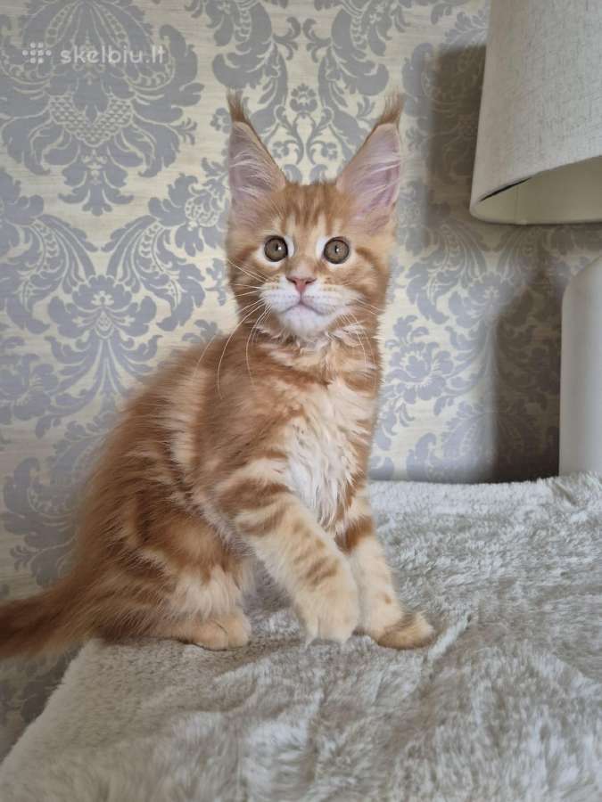 Kačiukas parduodamas Mainecoon female d22 - nuotraukos Nr. 4