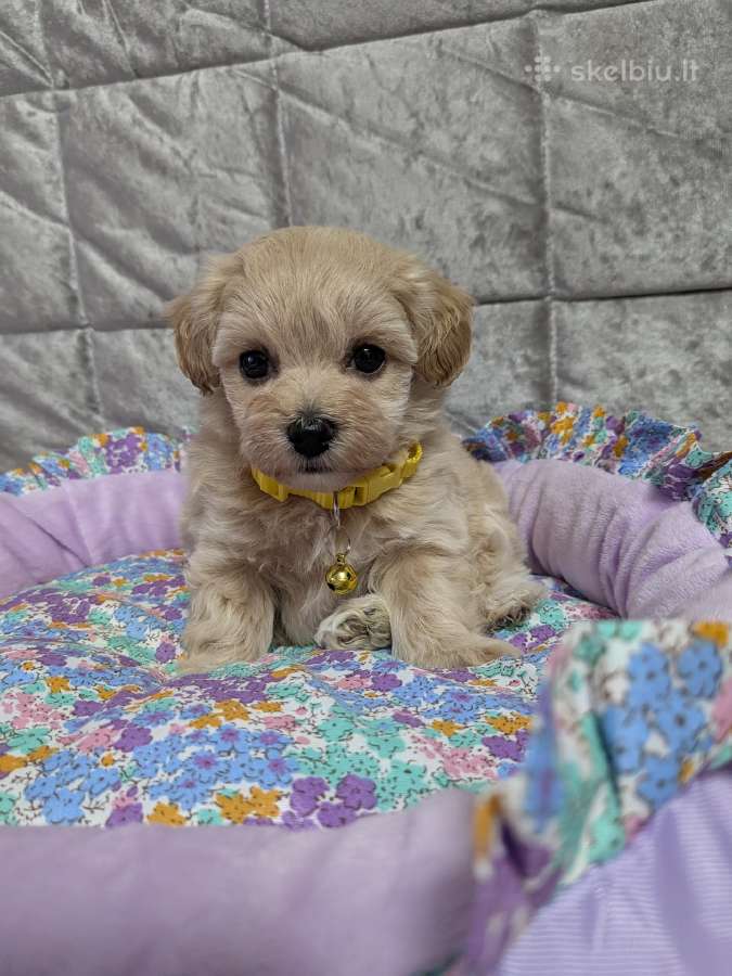 Maltipoo - nuotraukos Nr. 6