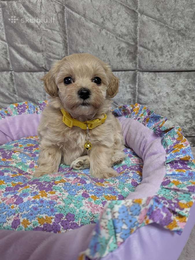 Maltipoo - nuotraukos Nr. 8