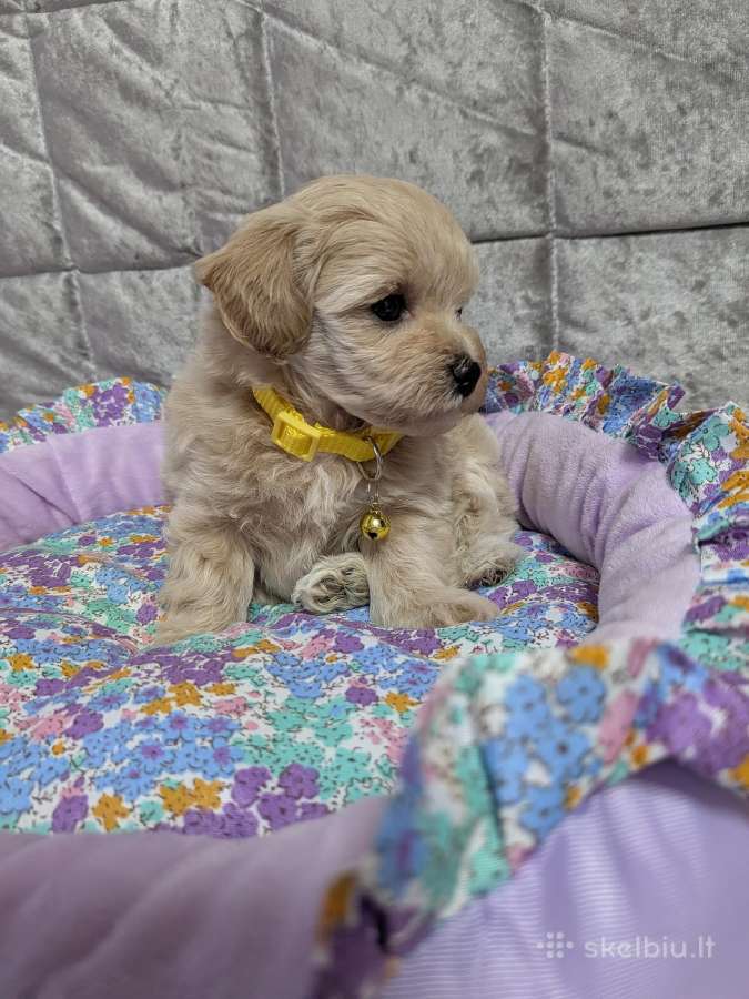 Maltipoo - nuotraukos Nr. 10