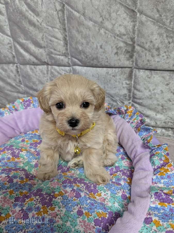 Maltipoo - nuotraukos Nr. 11